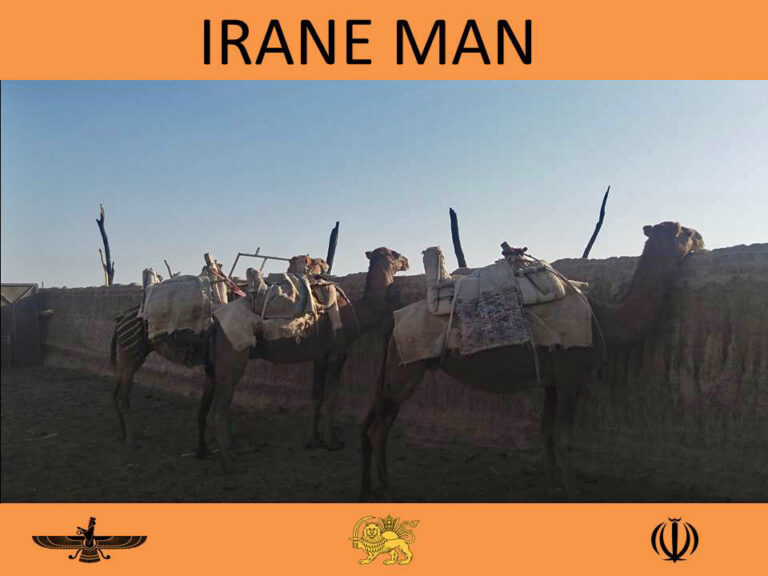 iran dromedari