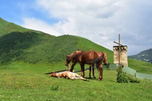 svaneti ushguli cavalli