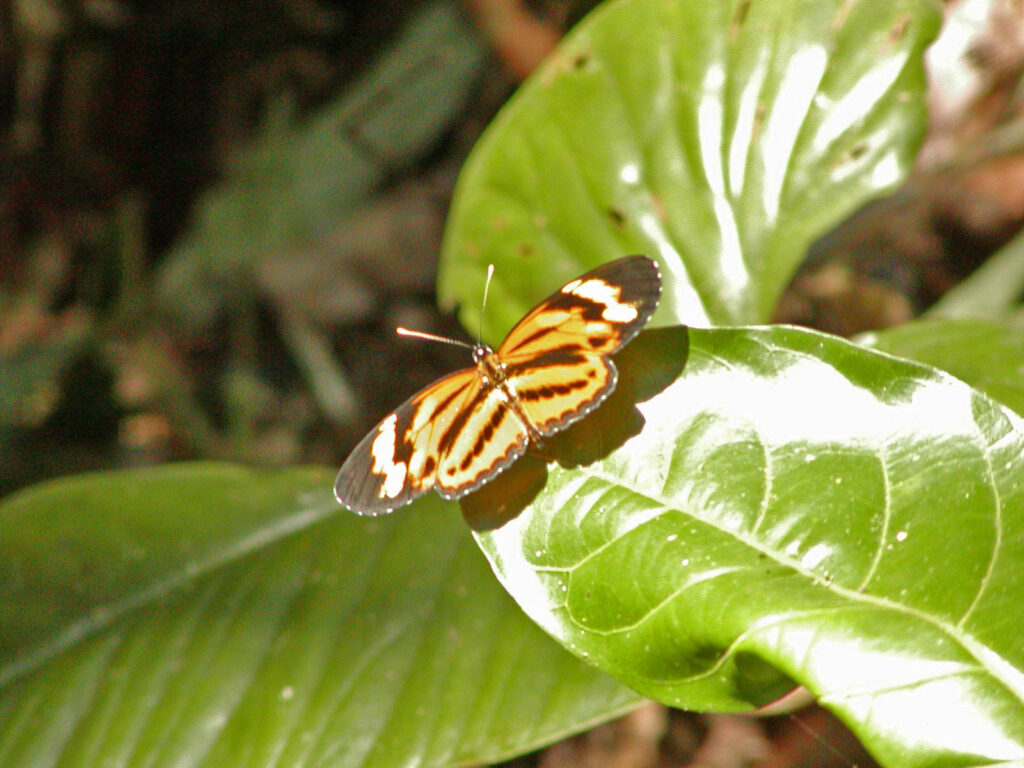 amazzonia farfalla foresta
