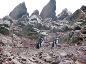 paracas ballestas pinguini