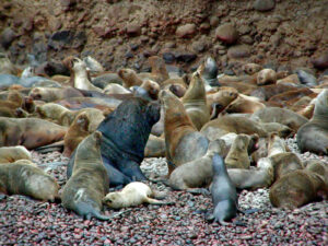 paracas ballestas leoni marini