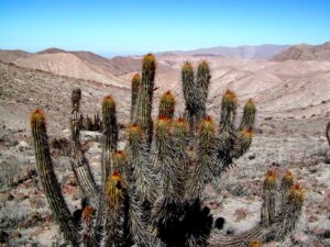 arequipa deserto cactus