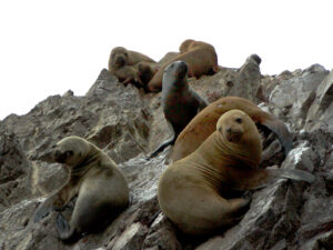 peru ballestas leoni marini