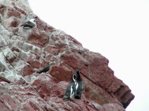 paracas ballestas pinguini