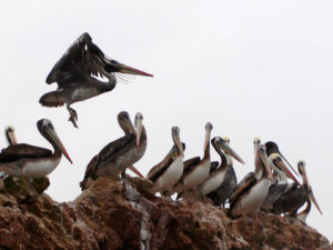 ballestas pellicani riserva