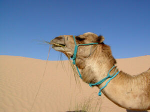 deserto cammello dromedario