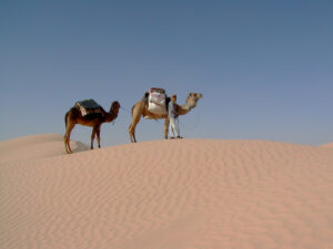 tunisia deserto cammelli