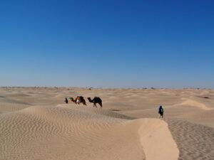 tunisia deserto dromediari