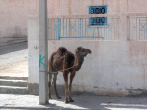 tunisisa douz dromedario