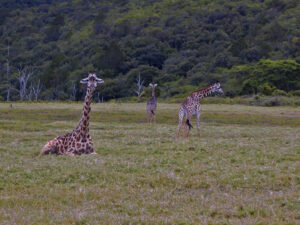 tanzania parchi giraffa