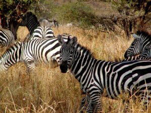 tanzania parchi zebra