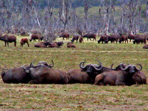 tanzania safari bufalo