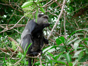 tanzania scimmia