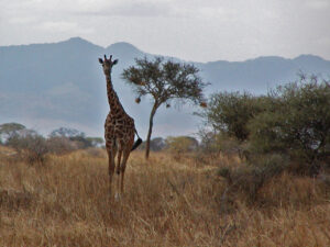 tanzania savana giraffa