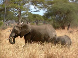 tanzania savana elefante