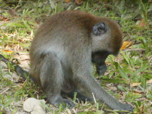 thailandia scimmia
