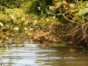 ometepe, istiam, caiman