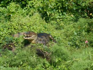 nicragua ometepe caimano