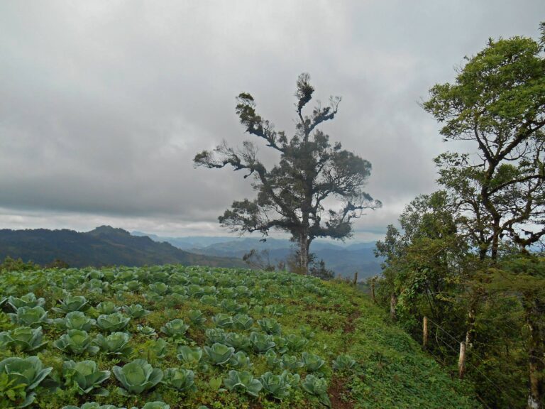 nicaragua plateau coltivazione