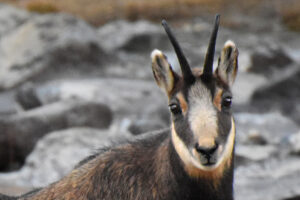 chamois, camoscio