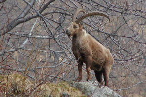 stambecco, steinbock