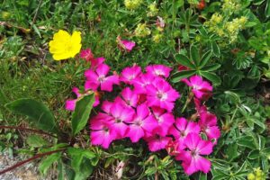 fiori montagna flowers