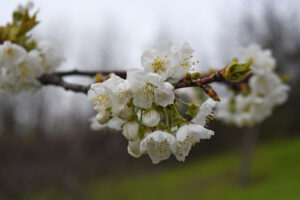 ciliegi fiori primavera